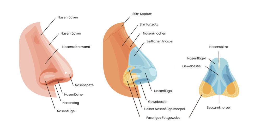 Darstellung des Aufbaus und Anatomie der menschlichen Nase